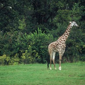 masai giraffe
