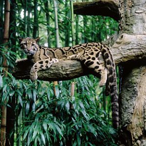 female clouded leopard
