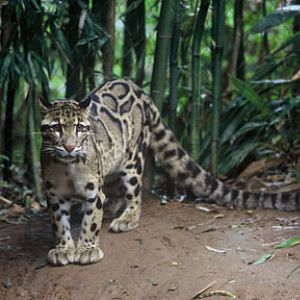 male clouded leopard