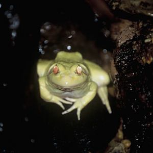 amelanistic bullfrog