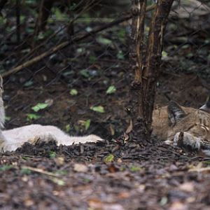 eurasian lynx - 2 colors
