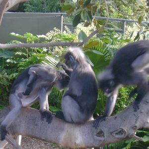 Dusky Langurs