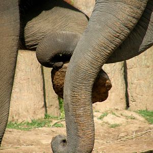 Trunks and Feet - Chester Zoo