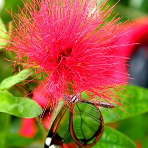 Upsidedown Glasswing - Chester Zoo