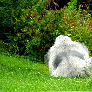 Gorilla's Island - Longleat