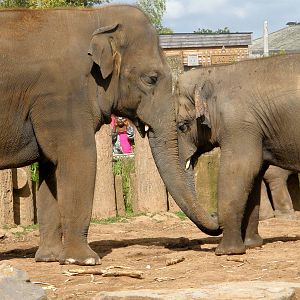 Upali and Tunga - Chester Zoo