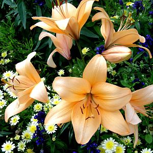 Flowers at Chester Zoo