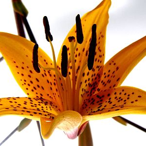 Yellow Flower - Chester Zoo