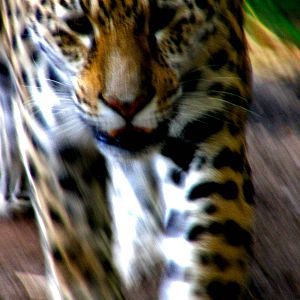 Blurry Jaguar - Chester Zoo
