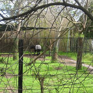 Melbourne Zoo October 2009