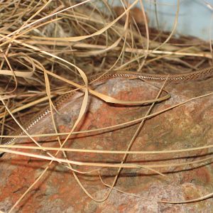 Melbourne Zoo October 2009