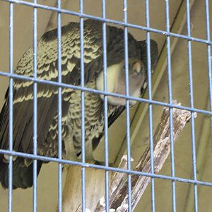 Ruppell's Griffon Vulture