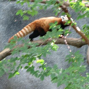 Peek-A-Boo Red Panda
