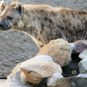 Spotted Hyena