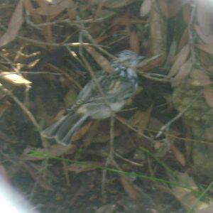 I am not sure what bird species this is.