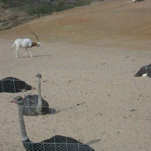 Scimitar-horned Oryx and Ostriches