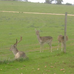 Mesopatamian Fallow Deer