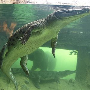 Kitum cave pre-opening