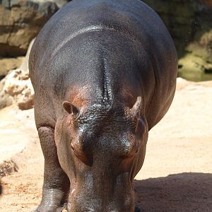 Kitum cave pre-opening