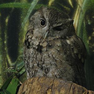 Ohio Riverbank - Owl