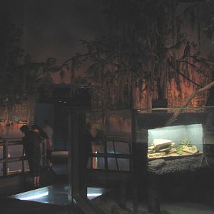 Gator Bayou - Overview