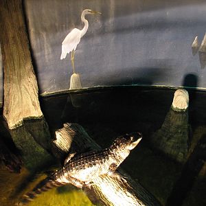 Gator Bayou - Alligator and Turtle Exhibit