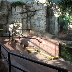 Hidden Treasures Rainforest - Asian Otter Exhibit