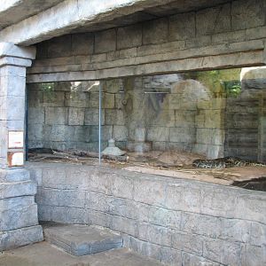 Hidden Treasures Rainforest - Python Exhibit