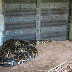 Hidden Treasures Rainforest - Python