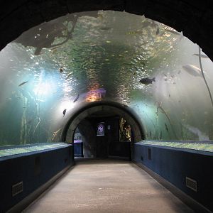 Amazon Flooded Forest - Tunnel