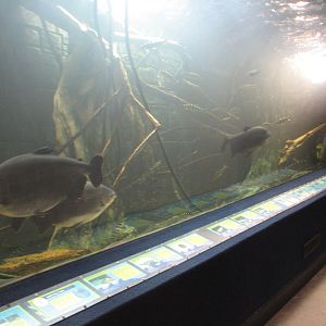 Amazon Flooded Forest - Pacu