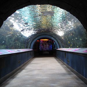 Coral Reef - Tunnel