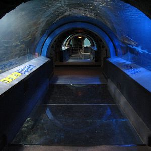 Surrounded by Sharks - Tunnel