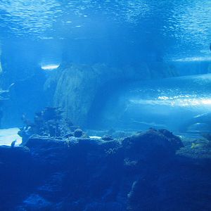 Surrounded by Sharks