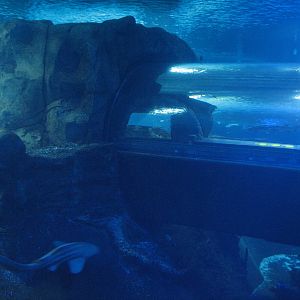 Surrounded by Sharks