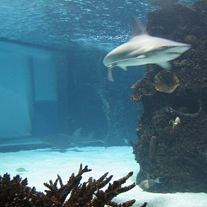 Surrounded by Sharks - Shark