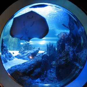 Surrounded by Sharks - Ray