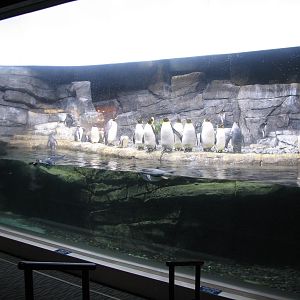 Kingdom of Penguins