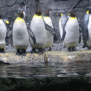Kingdom of Penguins