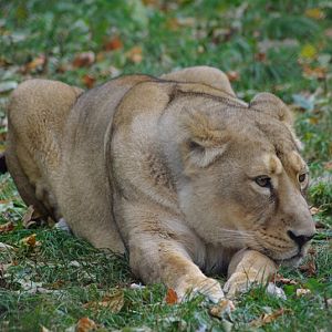 Chester Zoo - Asiatic Lion