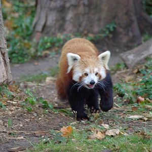 Chester Zoo - Red Panda
