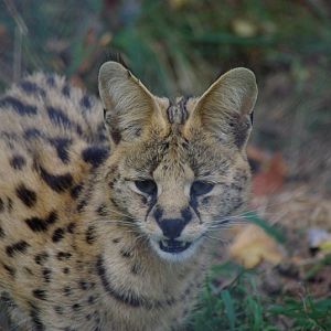 Chester Zoo - Serval