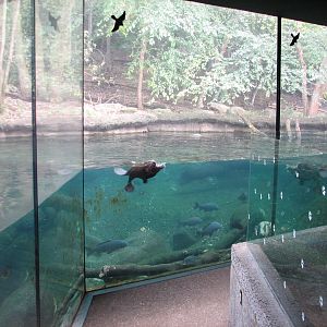 Northern Trek - Beaver Exhibit
