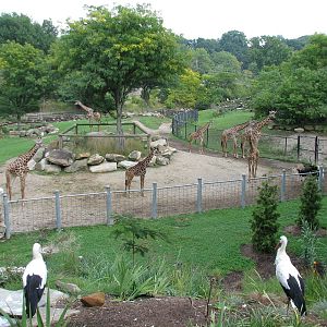 African Savanna - Main Exhibit