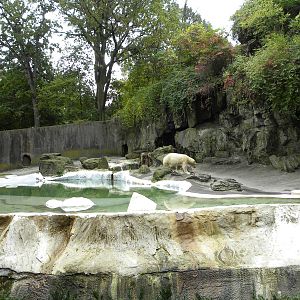 Polar Bear Exhibit