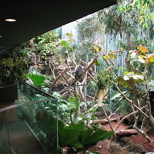 Australian Adventure - Koala Exhibits