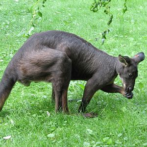Australian Adventure - Wallaby Walkabout
