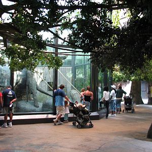 Rainforest - Orangutan Exhibit Viewing Area
