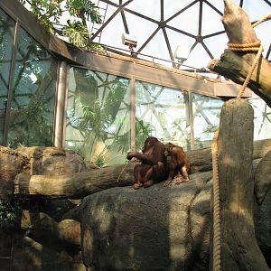 Rainforest - Orangutan Exhibit