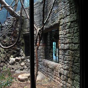 Rainforest - Leaf Monkey Exhibit